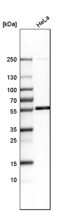 Western blot analysis in human cell line HeLa.