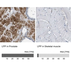 Anti-LPP Antibody