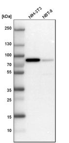 Western blot analysis in mouse cell line NIH-3T3 and rat cell line NBT-II.