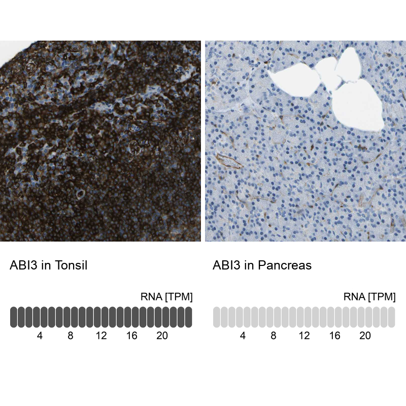 Anti-ABI3 Antibody