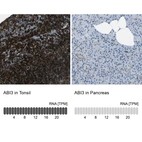 Anti-ABI3 Antibody