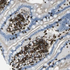 Immunohistochemical staining of human small intestine shows weak to moderate cytoplasmic positivity in lymphoid cells.