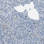 Immunohistochemical staining of human pancreas shows no cytoplasmic positivity in exocrine glandular cells as expected.
