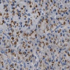 Immunohistochemical staining of human pancreas using Anti-ZFPL1 antibody HPA017347.