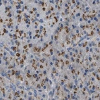 Immunohistochemical staining of human pancreas using Anti-ZFPL1 antibody HPA017347.