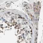 Immunohistochemical staining of human testis using Anti-ZFPL1 antibody HPA017347.