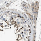 Immunohistochemical staining of human testis using Anti-ZFPL1 antibody HPA017347.