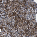 Immunohistochemical staining of human pancreas shows moderate to strong membranous positivity in exocrine glandular cells.