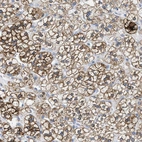 Immunohistochemical staining of human adrenal gland shows moderate to strong membranous positivity in glandular cells.