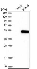 Western blot analysis in control (vector only transfected HEK293T lysate) and kCNJ5 over-expression lysate (Co-expressed with a C-terminal myc-DDK tag (~3.1 kDa) in mammalian HEK293T cells, LY424464).