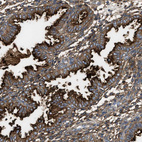 Anti-NT5E Antibody