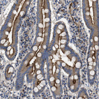 Immunohistochemical staining of human duodenum shows strong positivity in apical membrane in glandular cells.