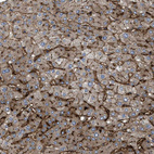 Anti-NT5E Antibody