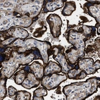Immunohistochemical staining of human placenta shows very strong positivity in apical membrane in trophoblastic cells.
