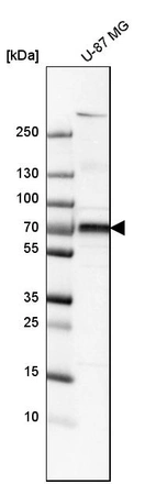 Western blot analysis in human cell line U-87 MG.