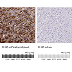 Anti-CHGA Antibody