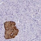 Immunohistochemical staining of human pancreas shows strong cytoplasmic positivity in islets of Langerhans.