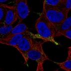 Immunofluorescent staining of human cell line SH-SY5Y shows localization to vesicles.