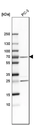 Western blot analysis in human cell line PC-3.
