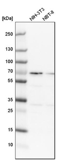 Western blot analysis in mouse cell line NIH-3T3 and rat cell line NBT-II.