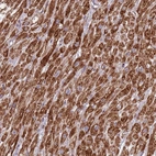 Anti-IRS4 Antibody