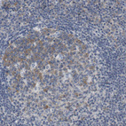 Immunohistochemical staining of human lymph node shows moderate cytoplasmic positivity in germinal center cells.