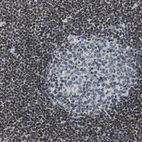 Immunohistochemical staining of human lymph node shows strong nuclear positivity in non-germinal center cells.