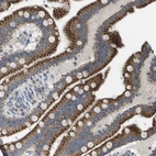 Immunohistochemical staining of human small intestine shows moderate granular cytoplasmic positivity in glandular cells.