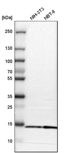 Western blot analysis in mouse cell line NIH-3T3 and rat cell line NBT-II.