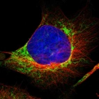 Immunofluorescent staining of human cell line U-251 MG shows localization to mitochondria.