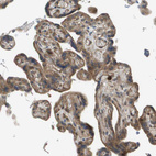 Immunohistochemical staining of human placenta shows moderate cytoplasmic positivity in glandular cells.