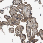 Immunohistochemical staining of human placenta shows moderate cytoplasmic positivity in glandular cells.