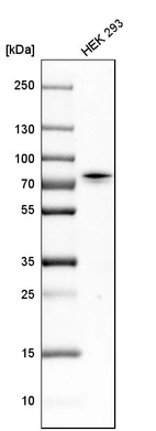 Western blot analysis in human cell line HEK 293.