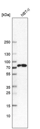 Western blot analysis in rat cell line NBT-II.