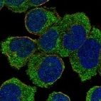 Anti-NLRC5 Antibody
