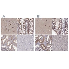 Anti-PLEKHG3 Antibody