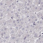 Anti-PLEKHG3 Antibody