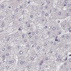 Immunohistochemical staining of human liver using Anti-PLEKHG3 antibody HPA074734.