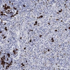 Immunohistochemical staining of human spleen shows high expression.