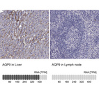 Anti-AQP9 Antibody