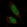 Anti-C11orf71 Antibody