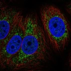 Immunofluorescent staining of human cell line MCF7 shows localization to mitochondria.