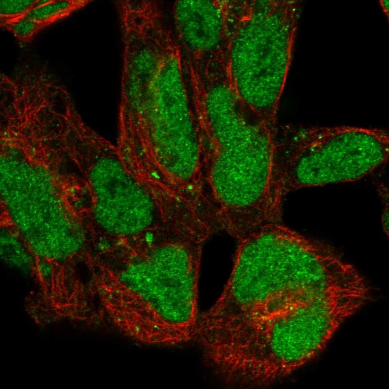 Anti-ZNF143 Antibody