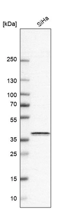 Anti-BSG Antibody