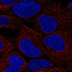 Immunofluorescent staining of human cell line HEK 293 shows localization to vesicles.