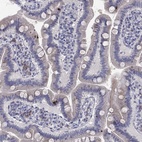 Immunohistochemical staining of human small intestine shows low expression as expected.