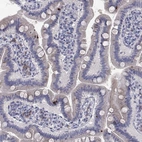 Immunohistochemical staining of human small intestine shows low expression as expected.