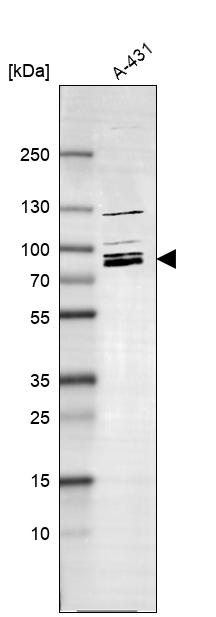 Anti-MARK2 Antibody