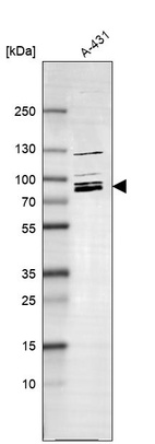 Anti-MARK2 Antibody