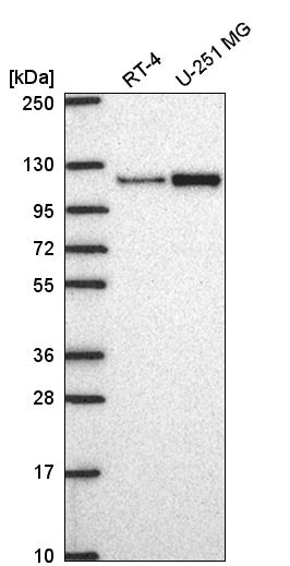 Anti-MTHFD1L Antibody